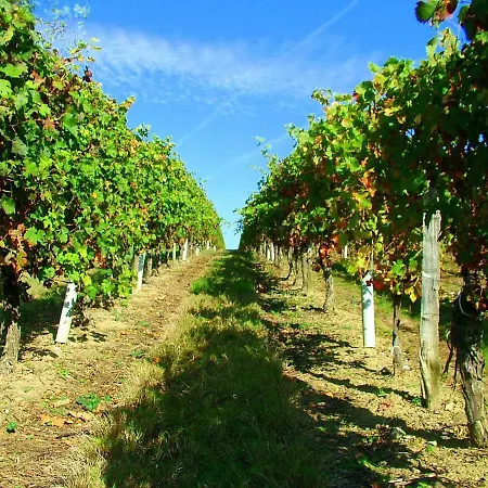 Tranquil Studio Retreat In Saint-meard Vineyards * Saint-Meard-de-Gurcon